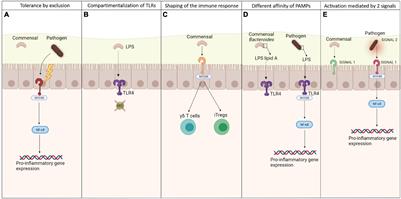 Toll Like Receptors as Sensors of the Tumor Microbial Dysbiosis: Implications in Cancer Progression